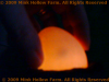This egg has a 'meat-spot';