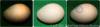Click here to see the above egg with the location of the meat spot marked. Click here to see the above egg with the location of the meat spot marked.